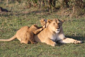 lion, cubs, lion cub
